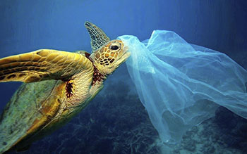 tartaruga marinha plastico